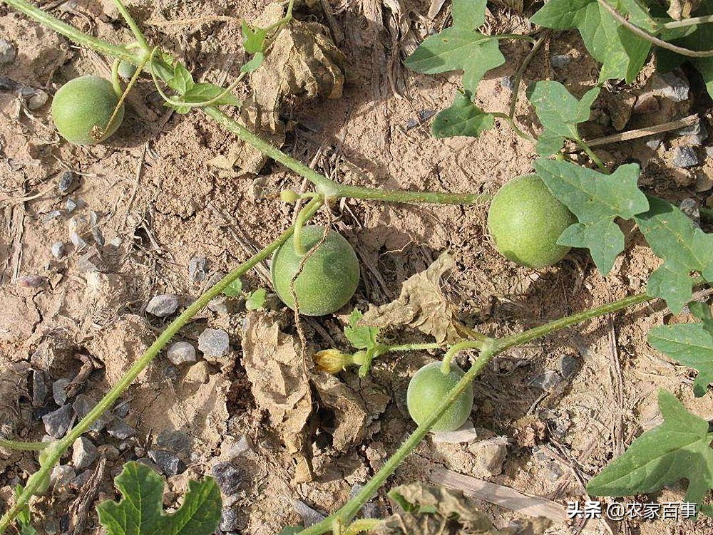 农村的小屎瓜是什么,农村常见屎瓜来历