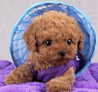 新手饲养泰迪犬的四大注意事项,新手养泰迪犬需要注意些什么