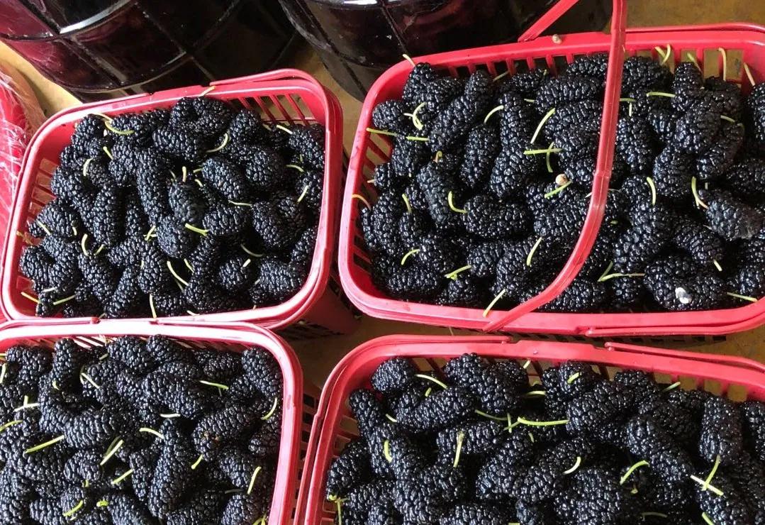 冬虫夏草500g正宗价格,2023年冬虫夏草新鲜价格表