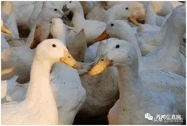 养鸭子要预防哪几种病情,怎么判断鸭病最简单方法