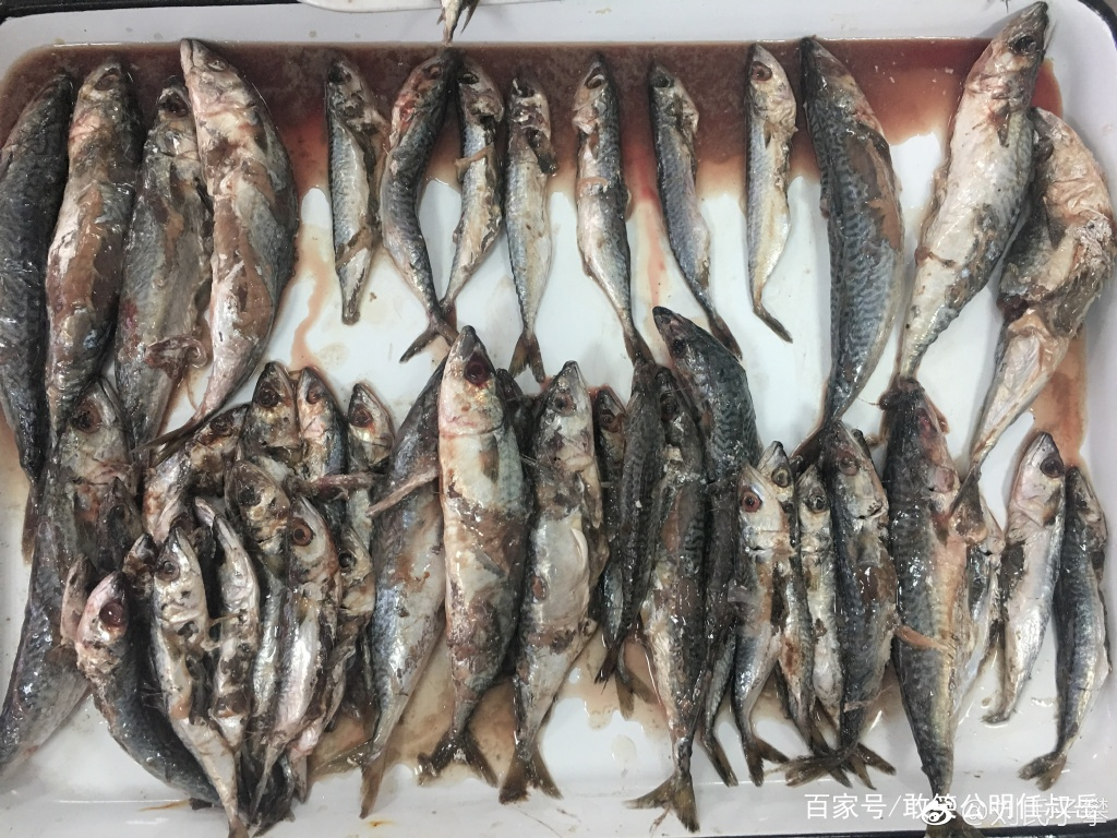 莱黄之鲐，不可胜食。鲐是指鲐鱼，它的味道并不好，但产量比较大