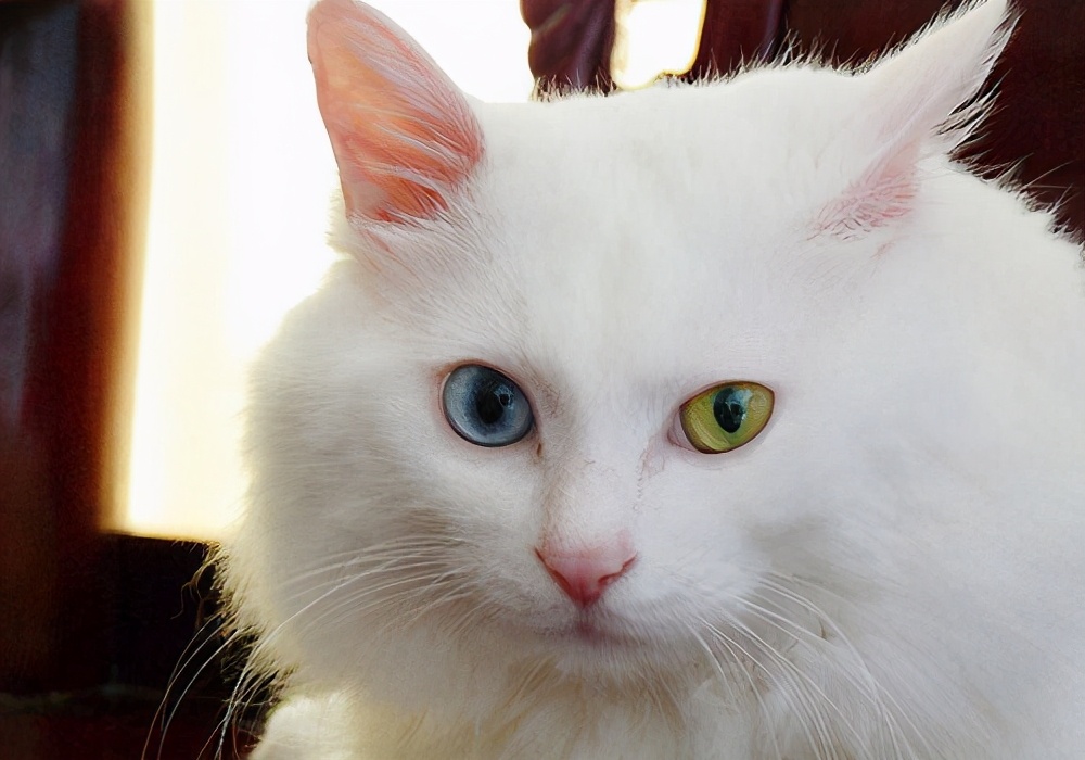 猫不吃东西拉肚子,猫怀孕后拉肚子怎么回事