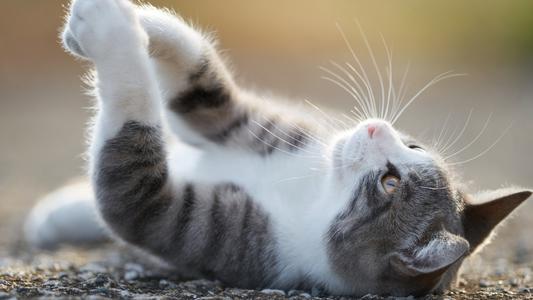 脚臭幽默笑话大全,关于脚气梅毒搞笑笑话