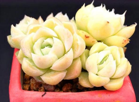 多肉品种50种公认好养的多肉,十种最好看多肉品种