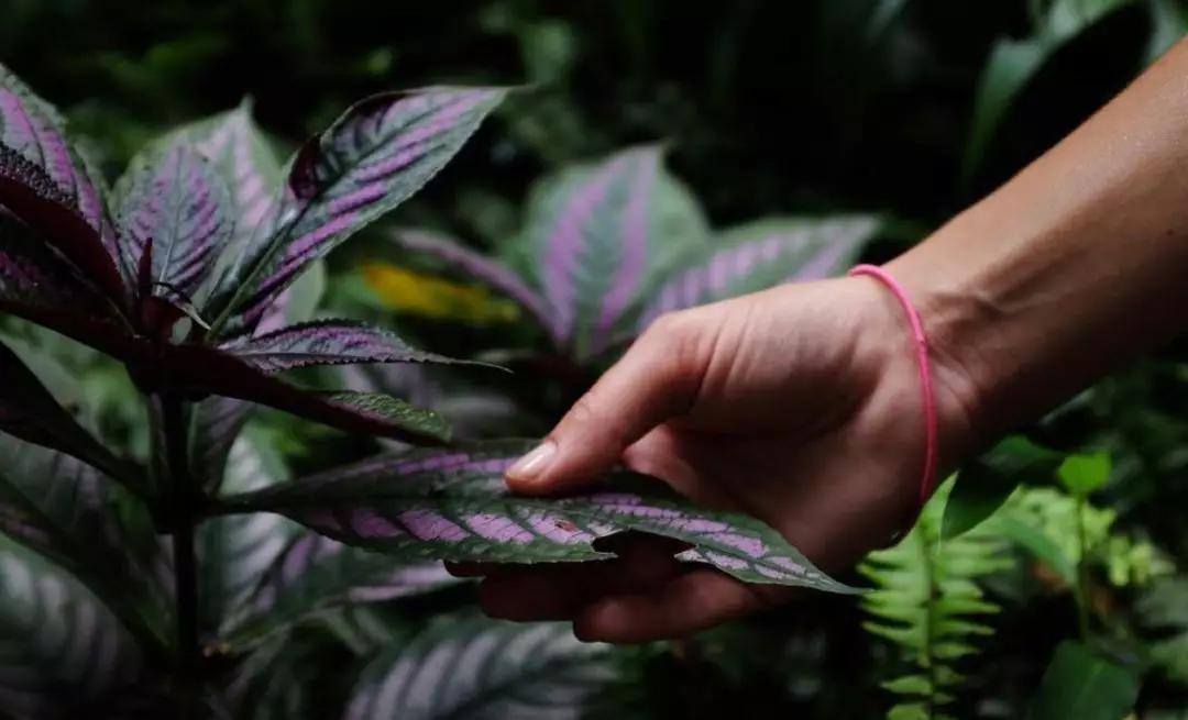 这座城市古老而又年轻,马来西亚的隐世小城