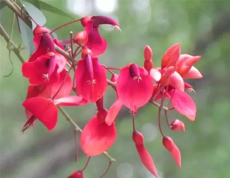 深圳5月哪里有花海看,深圳五一哪里可以看花海