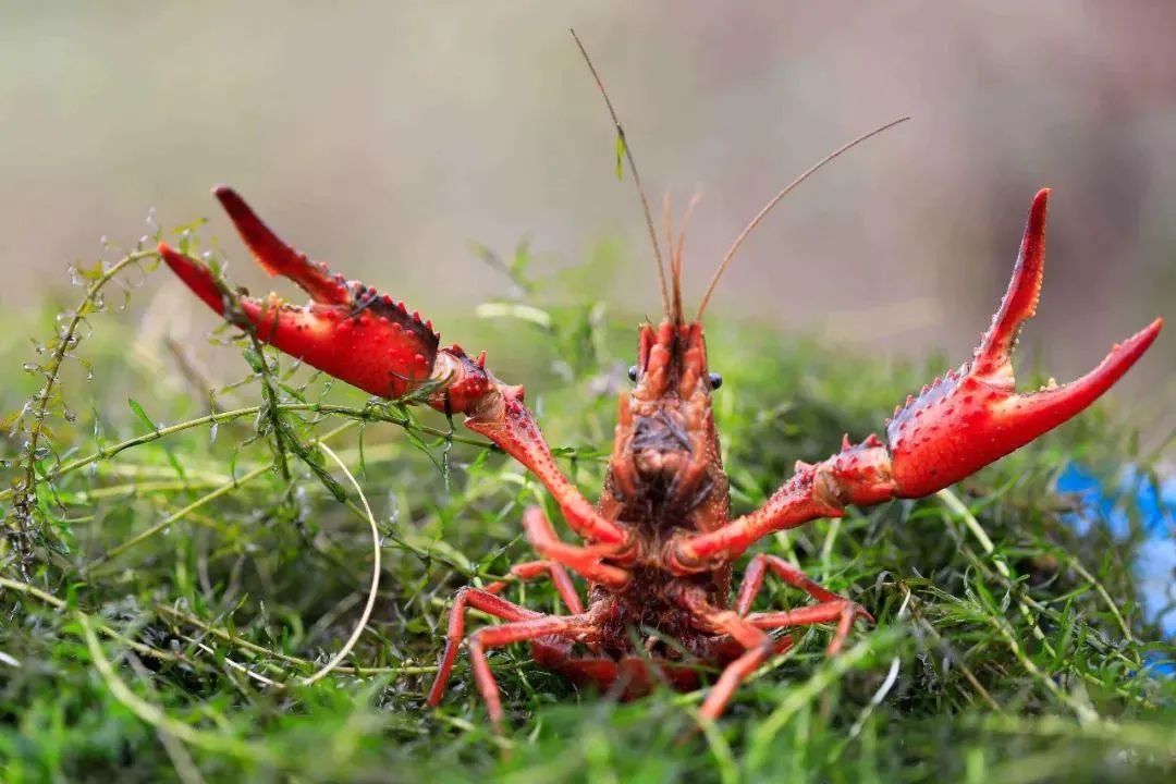 非洲大蜗牛入侵我国，有何可怕之处？为什么吃货也不敢吃？