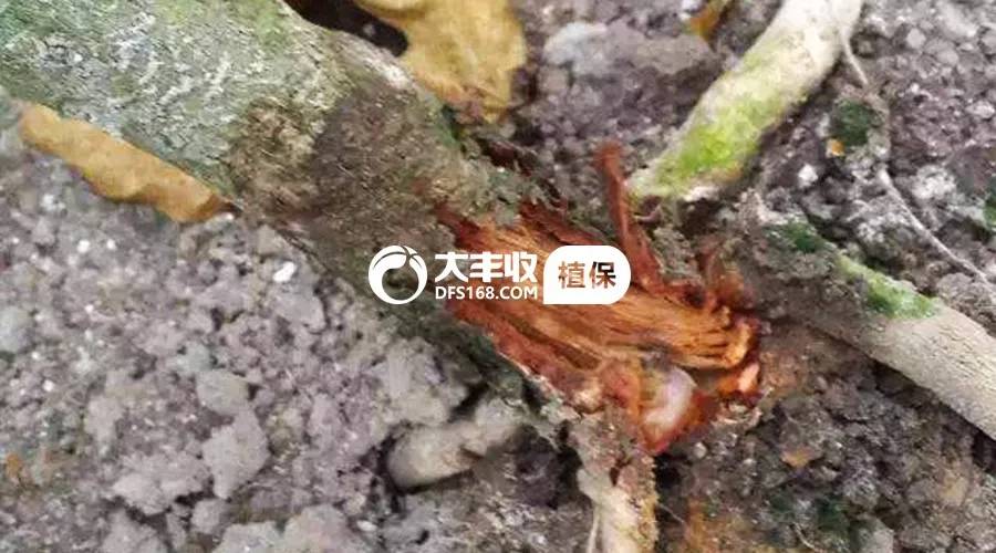 百香果烂根专用药,百香果烂根治疗