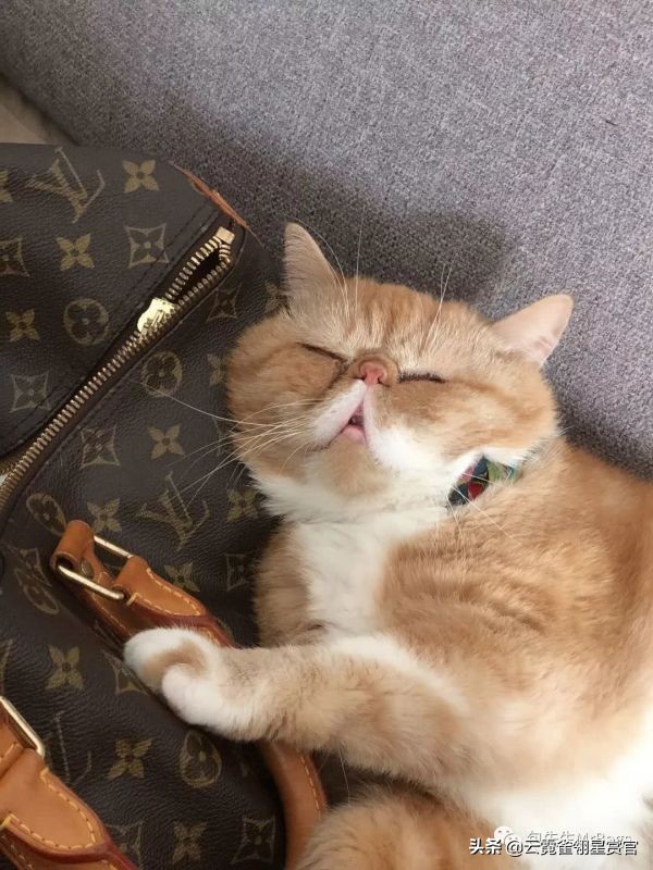 超好看的宠物包,好看又大的宠物包