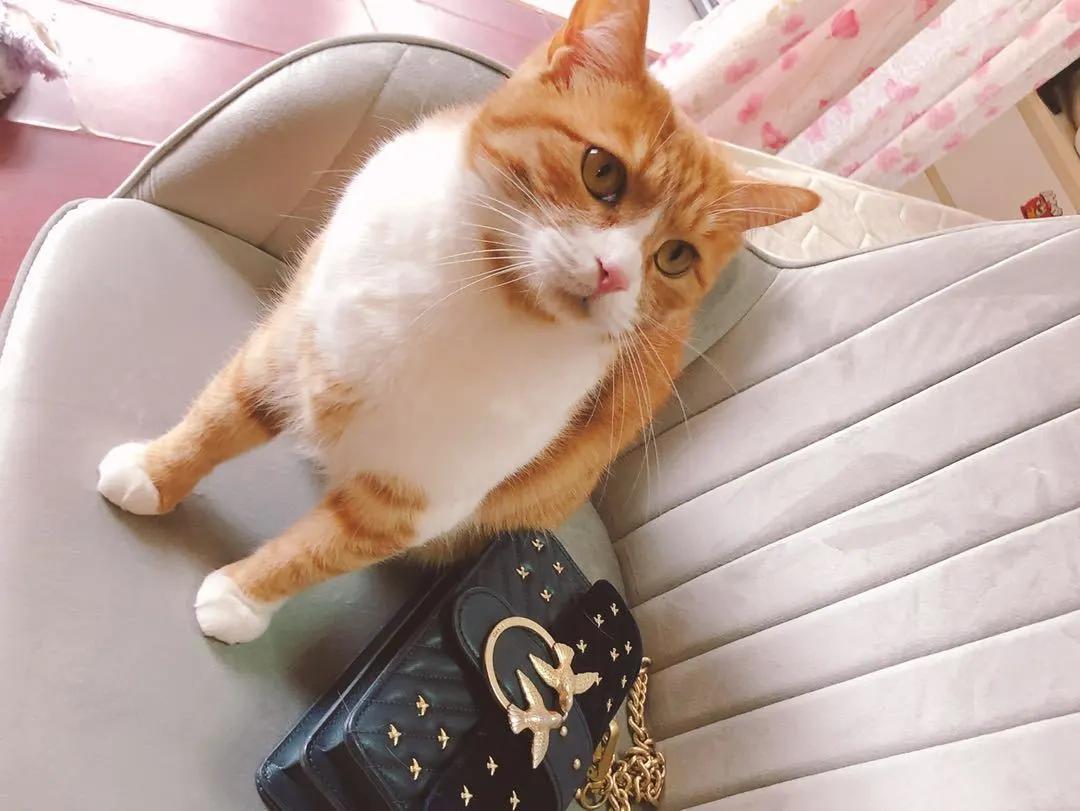 跟着我们猫狗大联盟，你会有喵的！黄阿姨猫咪领养专场