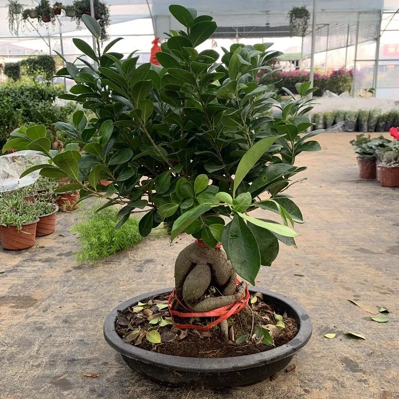 细叶榕树和小叶榕树图片对比,枝繁叶茂榕树图片