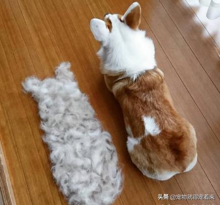 不掉毛的狗狗,狗狗掉毛季节是哪几月