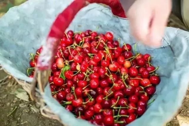 西安周边现在哪的樱桃成熟,西安摘樱桃好去处有哪些