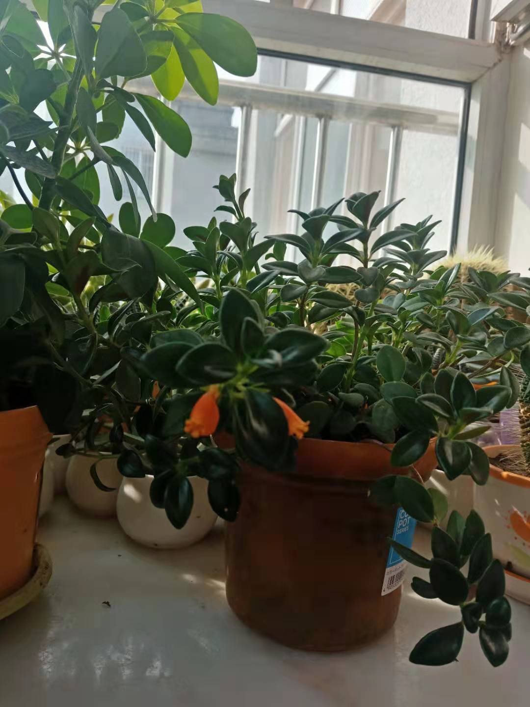 火山小视频的养号与雷区指南，短视频实战解析…