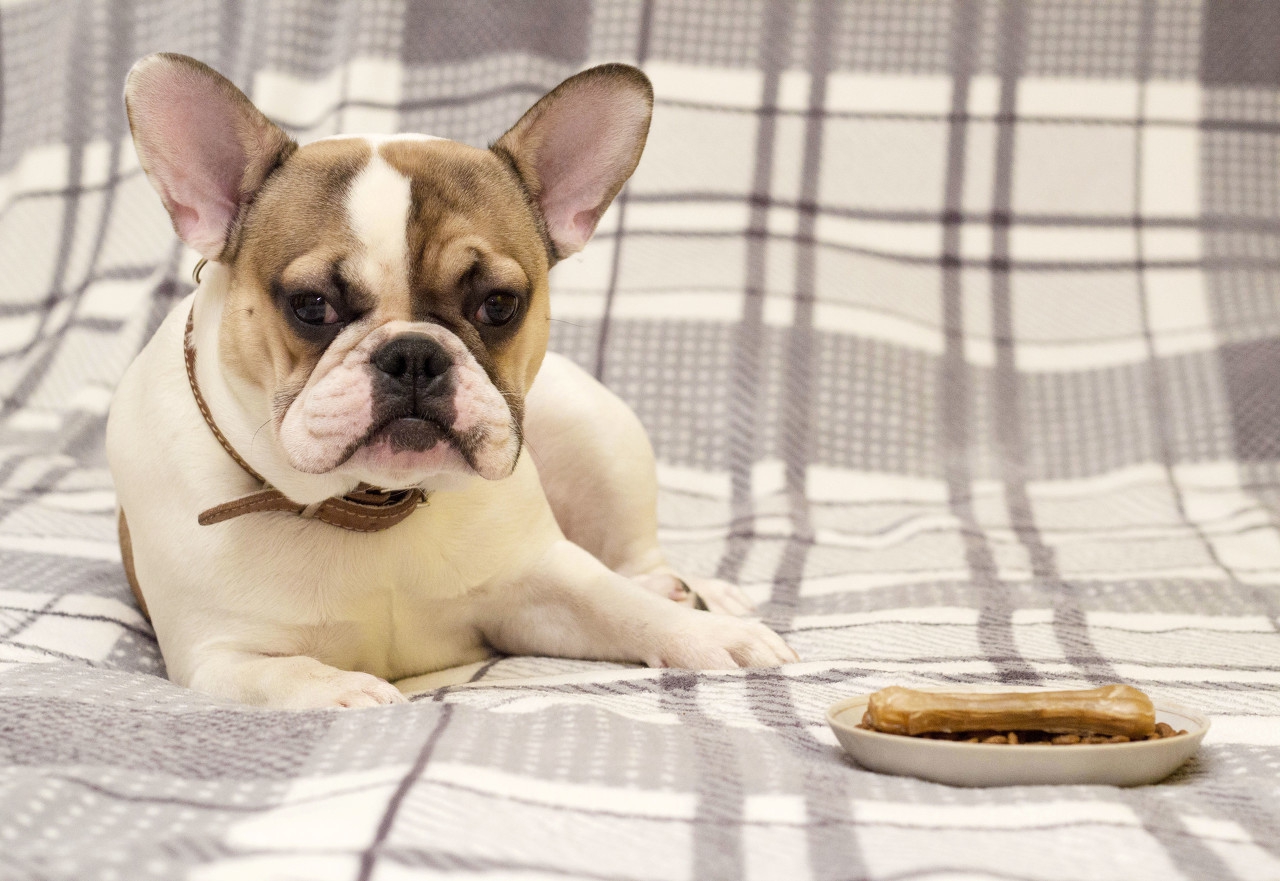 夏天遛狗怎么防中暑,夏天怎么预防狗狗中暑