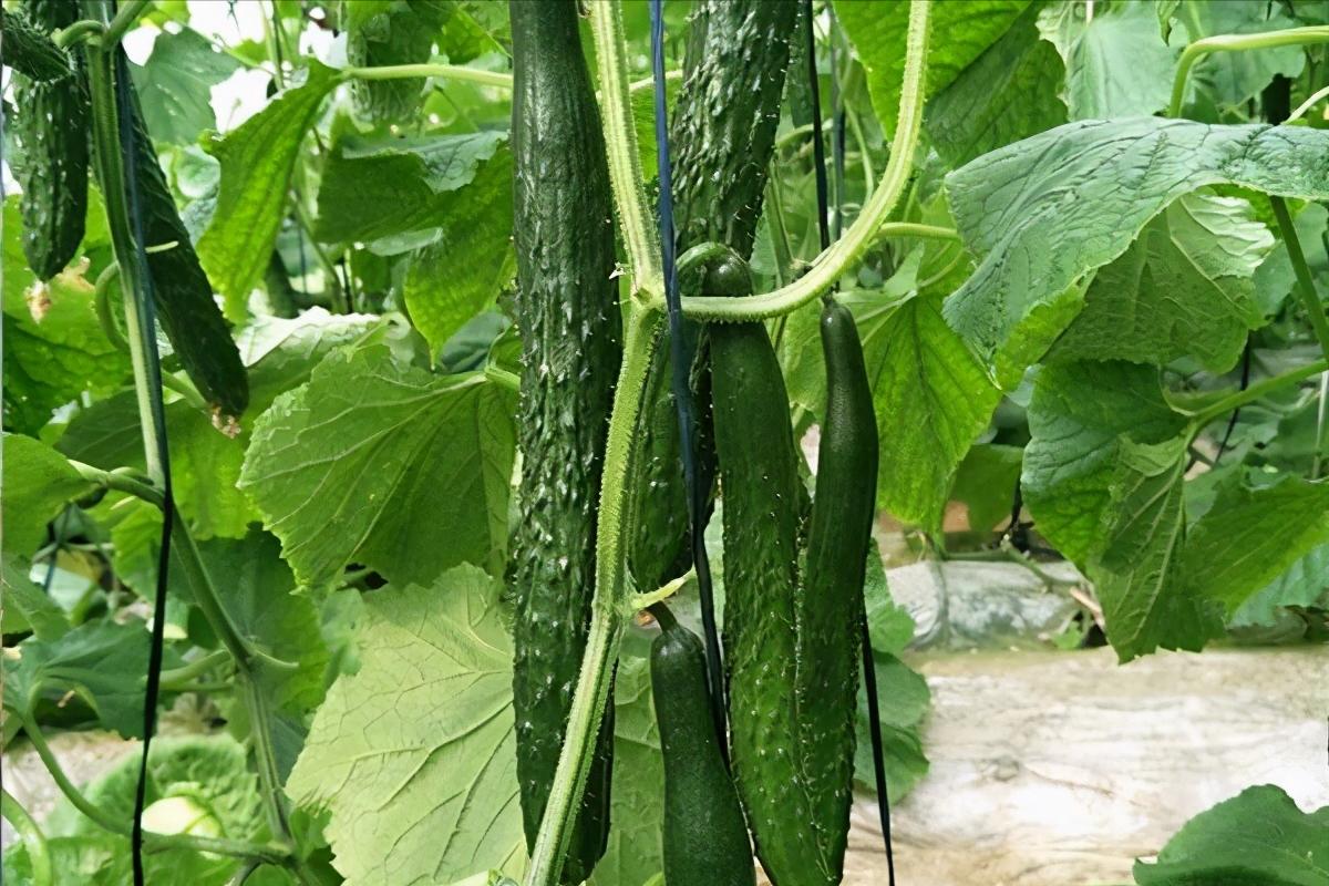 怎样种黄瓜才能结得多,种黄瓜教程院子