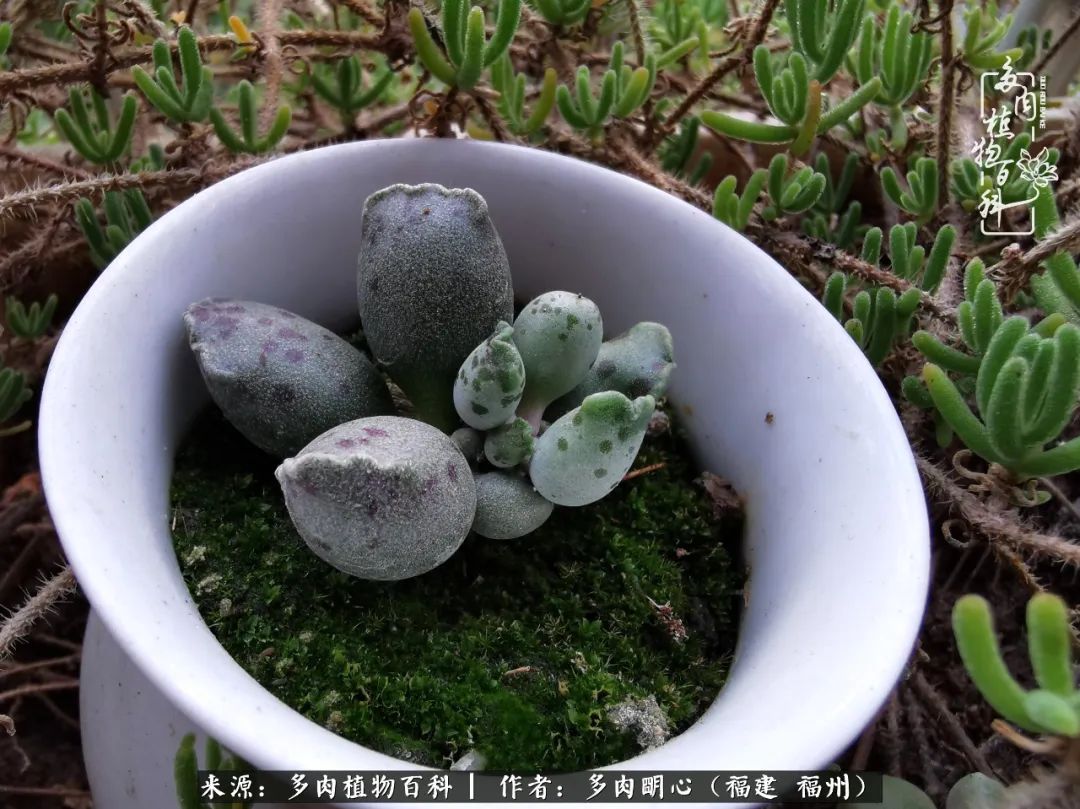 唯美雅致意境飘逸的多肉,蝶舞悠然多肉视频