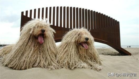 拖把狗是什么样子的,真正的拖把狗图片