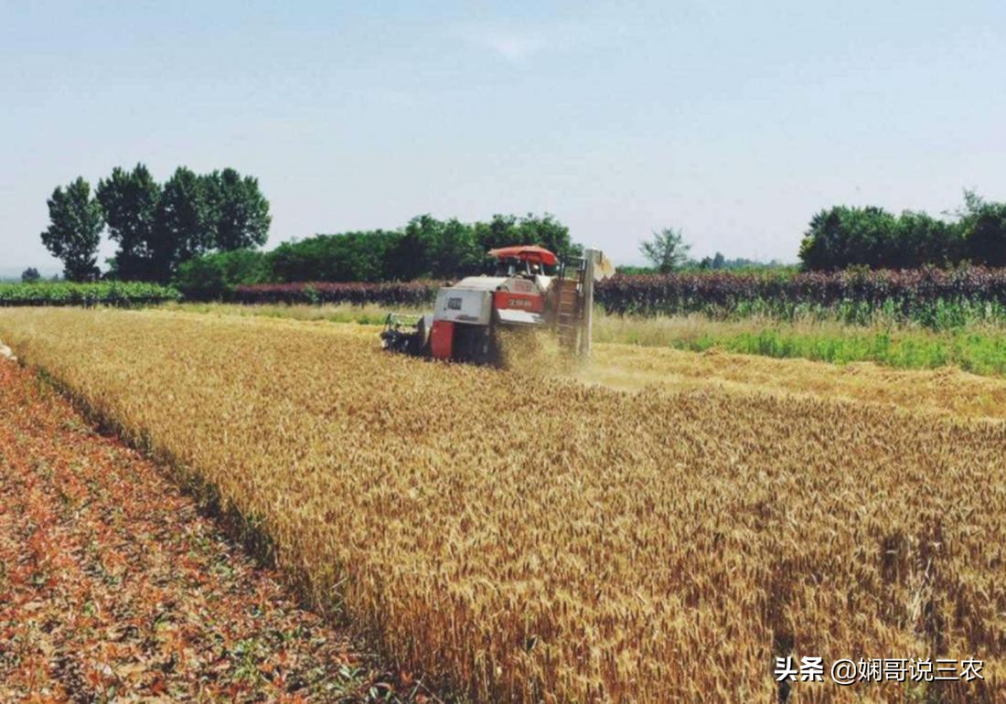小麦种植与施肥技术研究,小麦高产种植用什么底肥