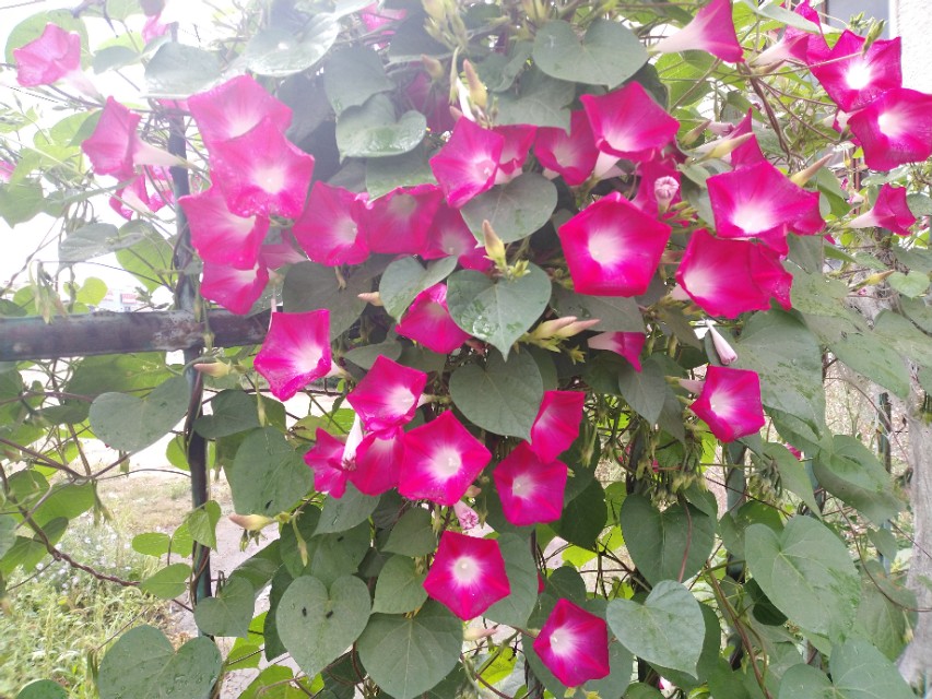 可爱的牵牛花作文400字,可爱的牵牛花的作文300字