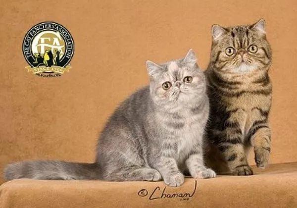 cfa国际名猫展,cfa认可猫的品种