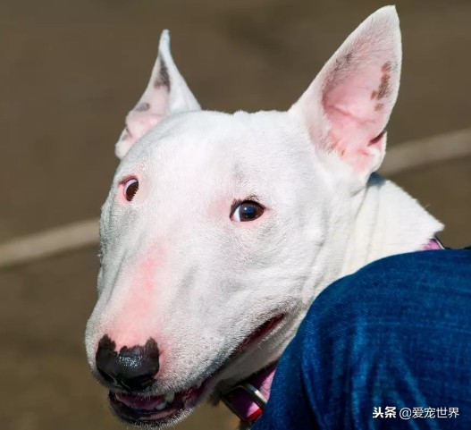 牛头梗自家养出售,牛头梗好养活吗视频