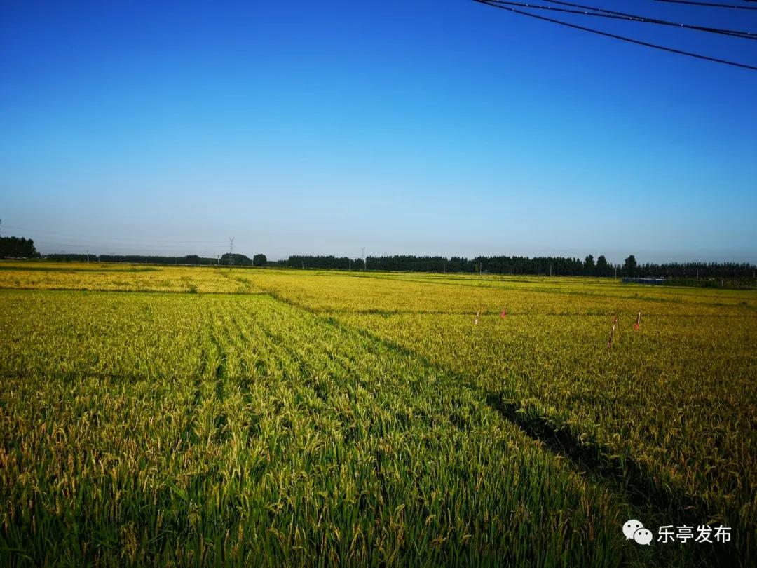 乐亭海滨旅游区地址,乐亭黄金海岸旅游区