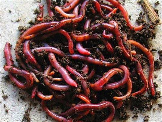 用它打窝,蚯蚓作钓,两个小时鱼获八斤多,太厉害了