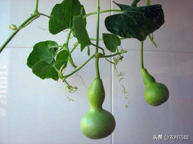 什么时间种葫芦好如何进行管理,什么时候种葫芦正合适