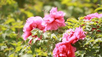 你是几月出生就注定你是什么性格,每月用什么花来代表人的性格