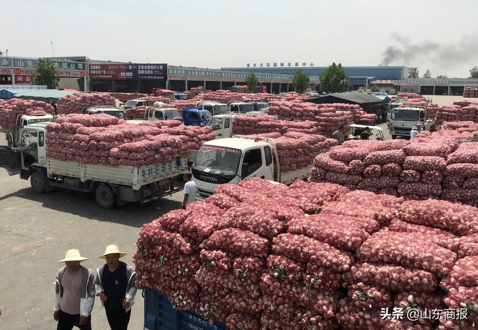 山东金乡蒜子,山东金乡县蒜苔