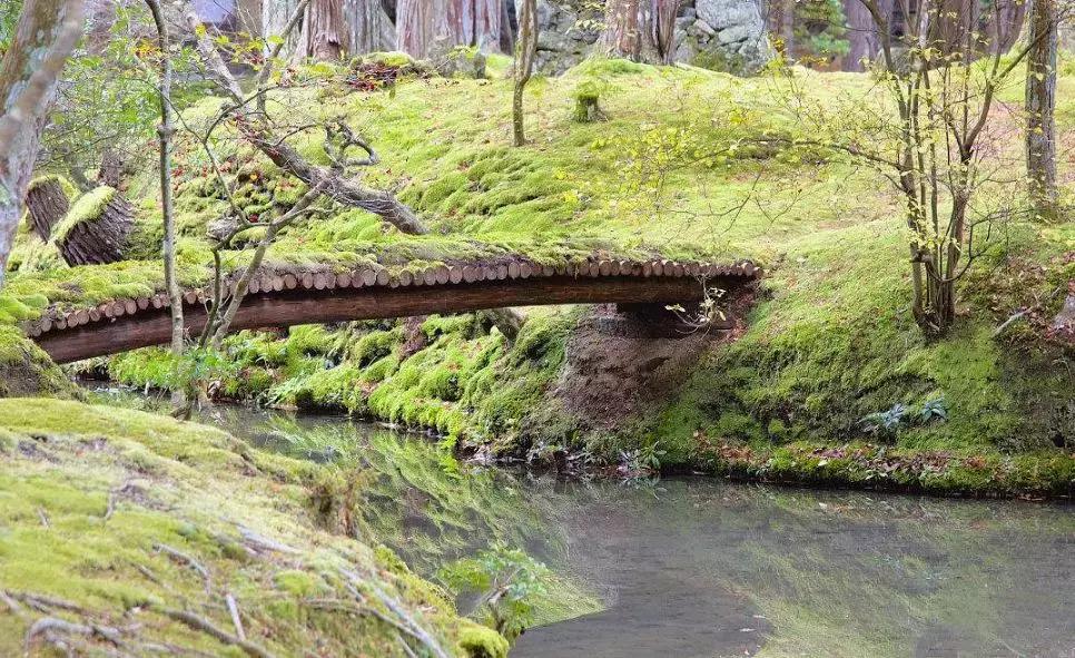 禅意庭院一定要用苔藓吗,禅意苔藓微景观制作视频