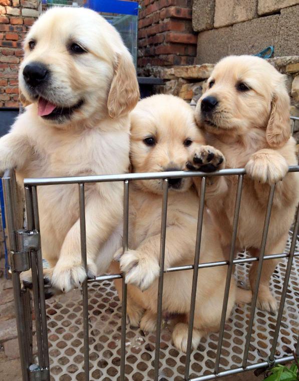 新手铲屎官如何挑选健康的猫咪,金毛新手铲屎官养狗需要准备什么