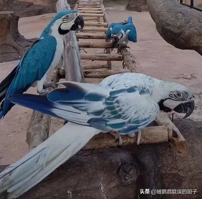 王校长养蚂蝗,王校长养的马