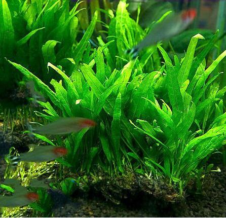 常见中景草,有什么比较好养的中后景草