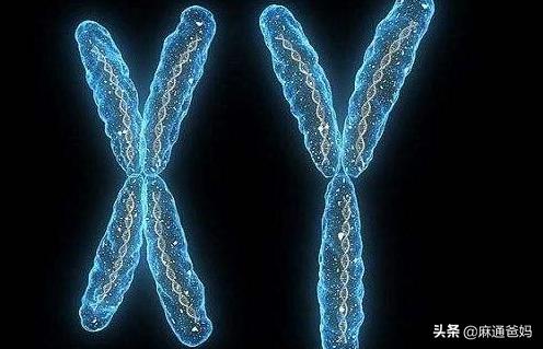 胎儿的性别决定人的命运吗,胎儿的性别是怎么决定的