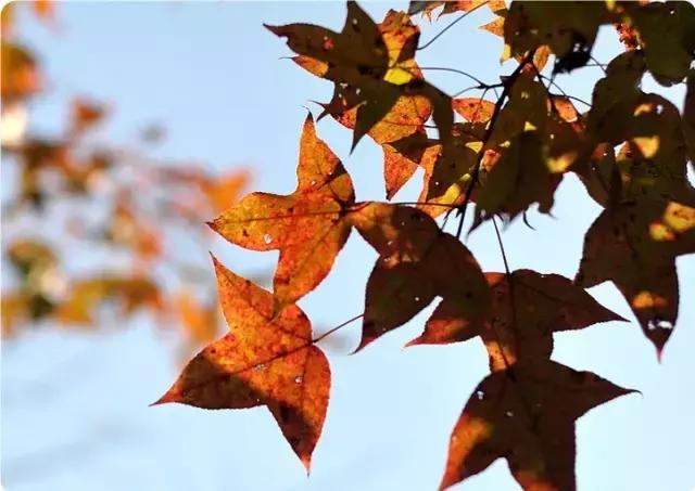 你回梅州了吗,还能回梅州吗