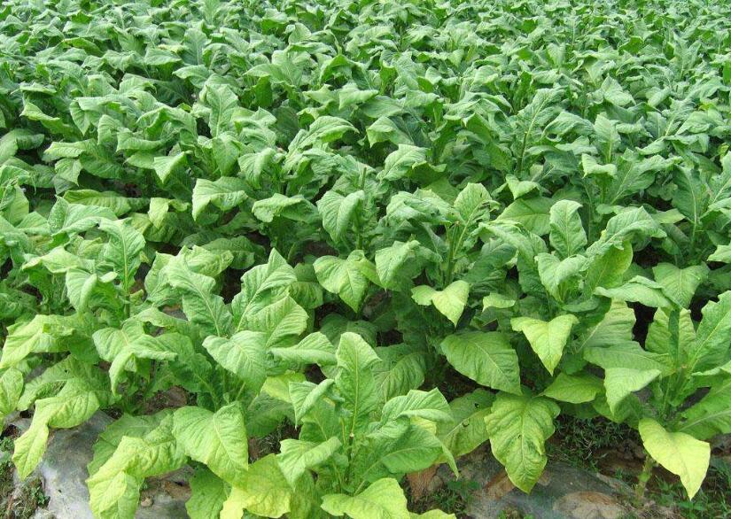 农村创业适合做些什么项目,农村的创业的点子