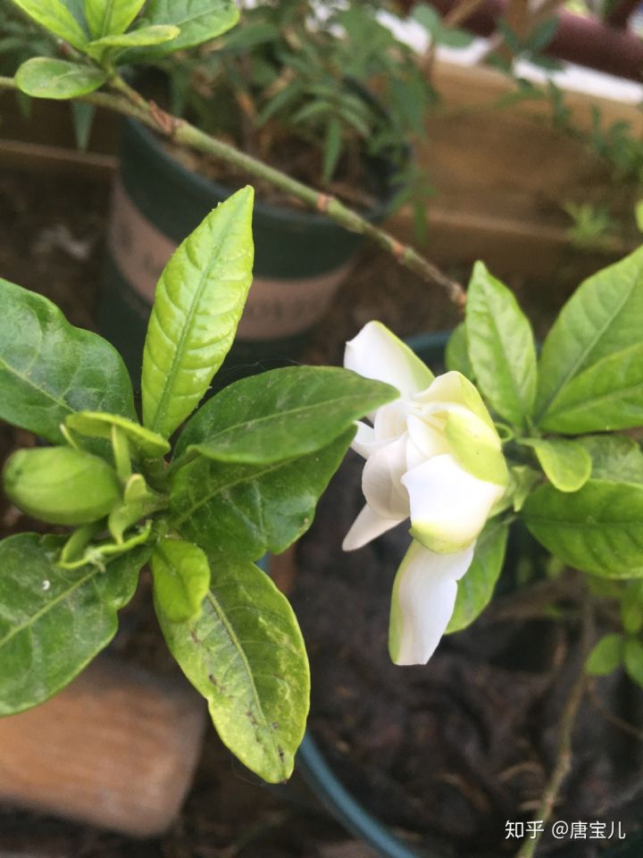 如何提升花种成活率,花种种植生活小技巧