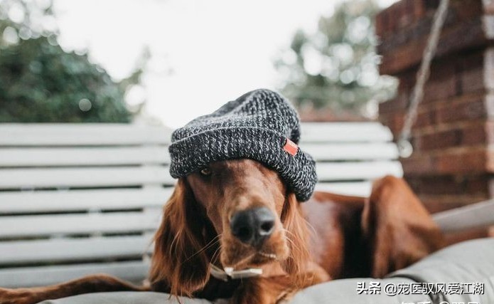 犬猫弓形虫抗体定量检测卡,猫抗体检测怎样算合格