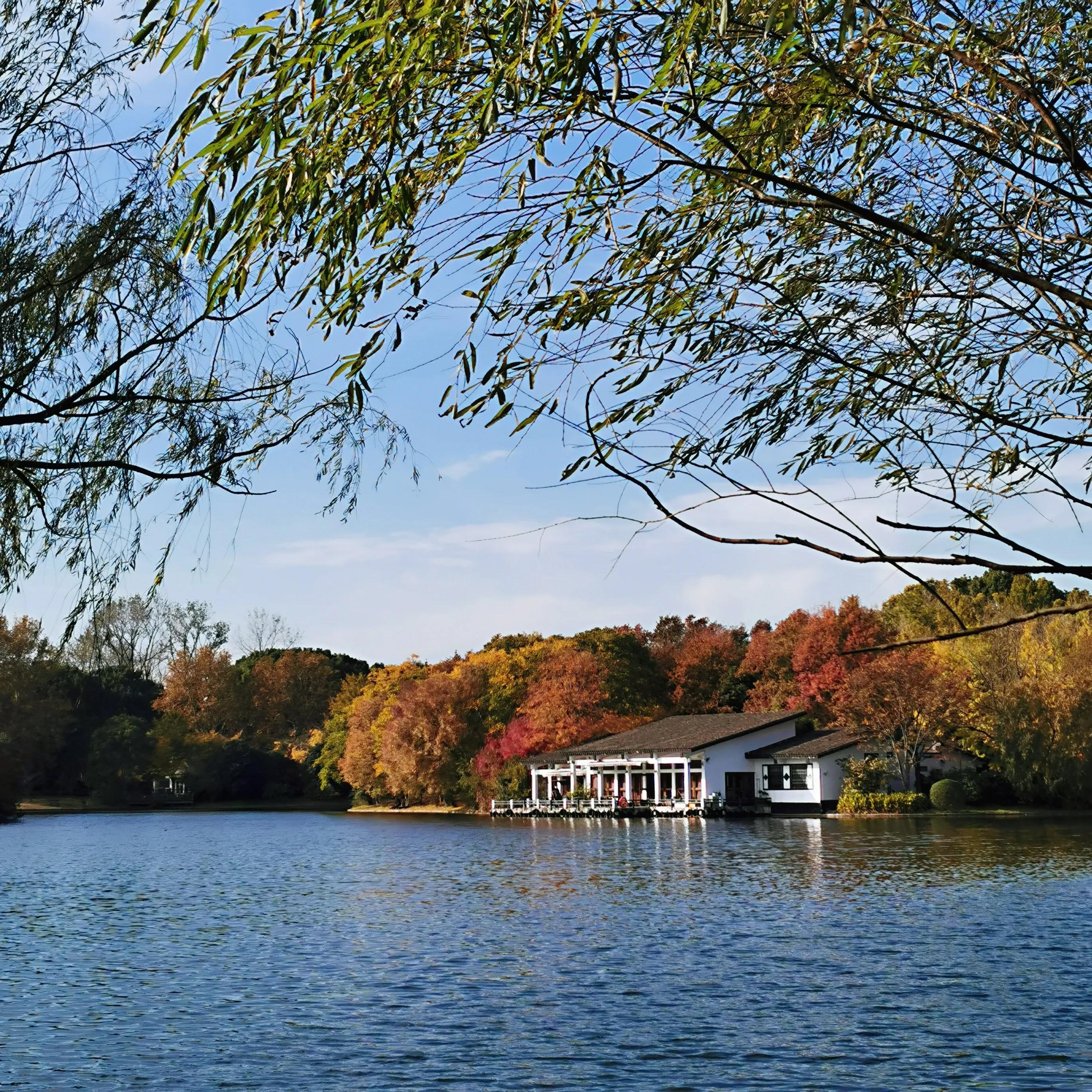 上海共青森林秋景,上海共青森林公园夜景