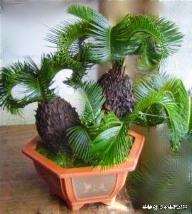 铁树盆景养殖技巧,铁树盆景制作全过程