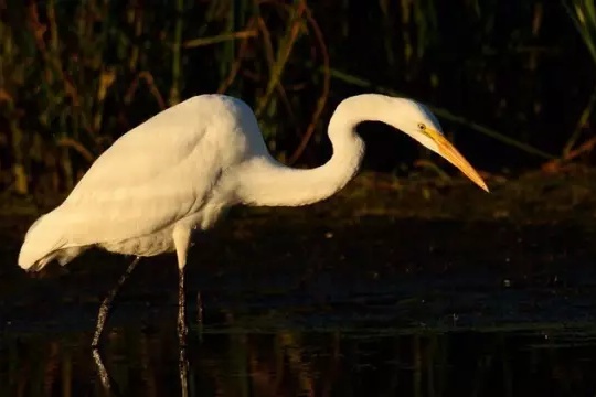 鸟类摄影拍摄技巧和精美照片展示,怎么拍摄鸟类视频
