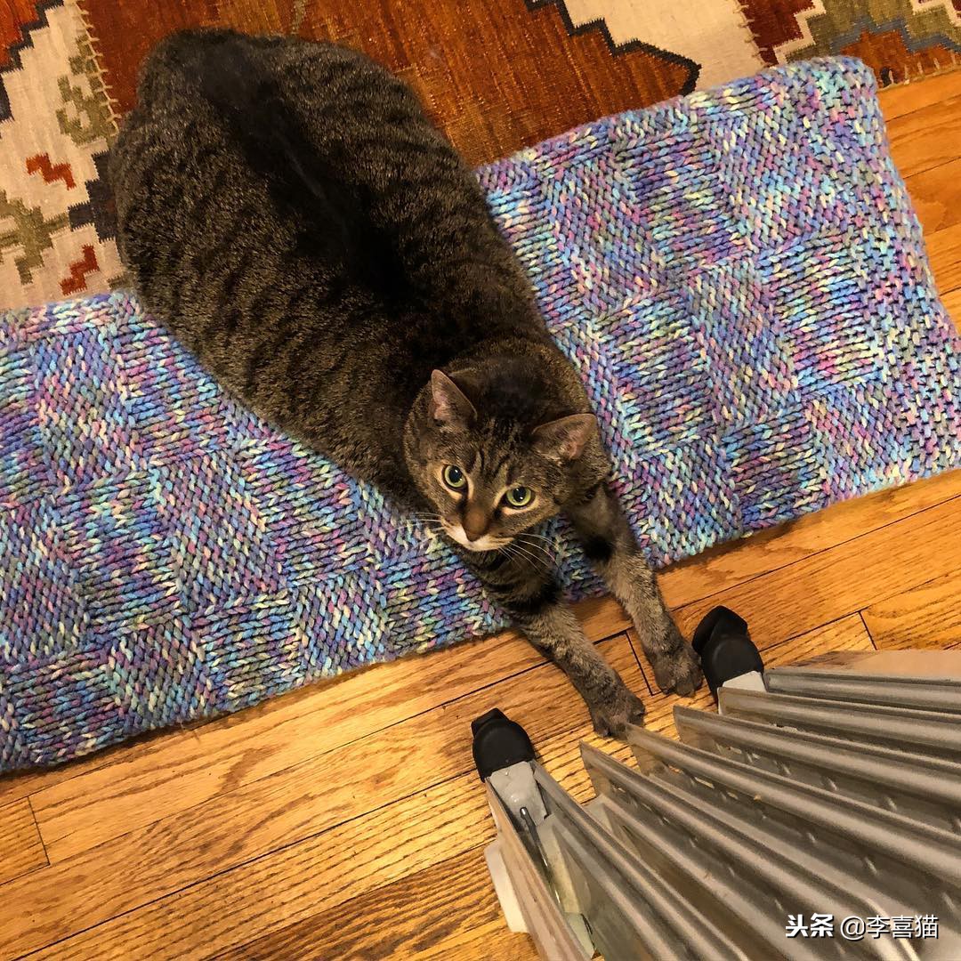 冬天如何更好给猫咪保暖,立冬了天气越来越冷了照顾好自己