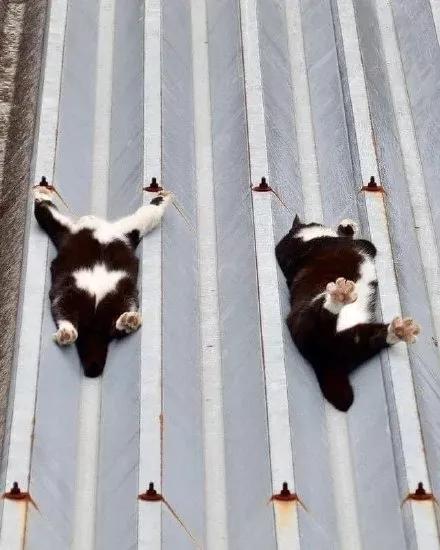 众所周知的猫咪,猫咪是液体也是固体