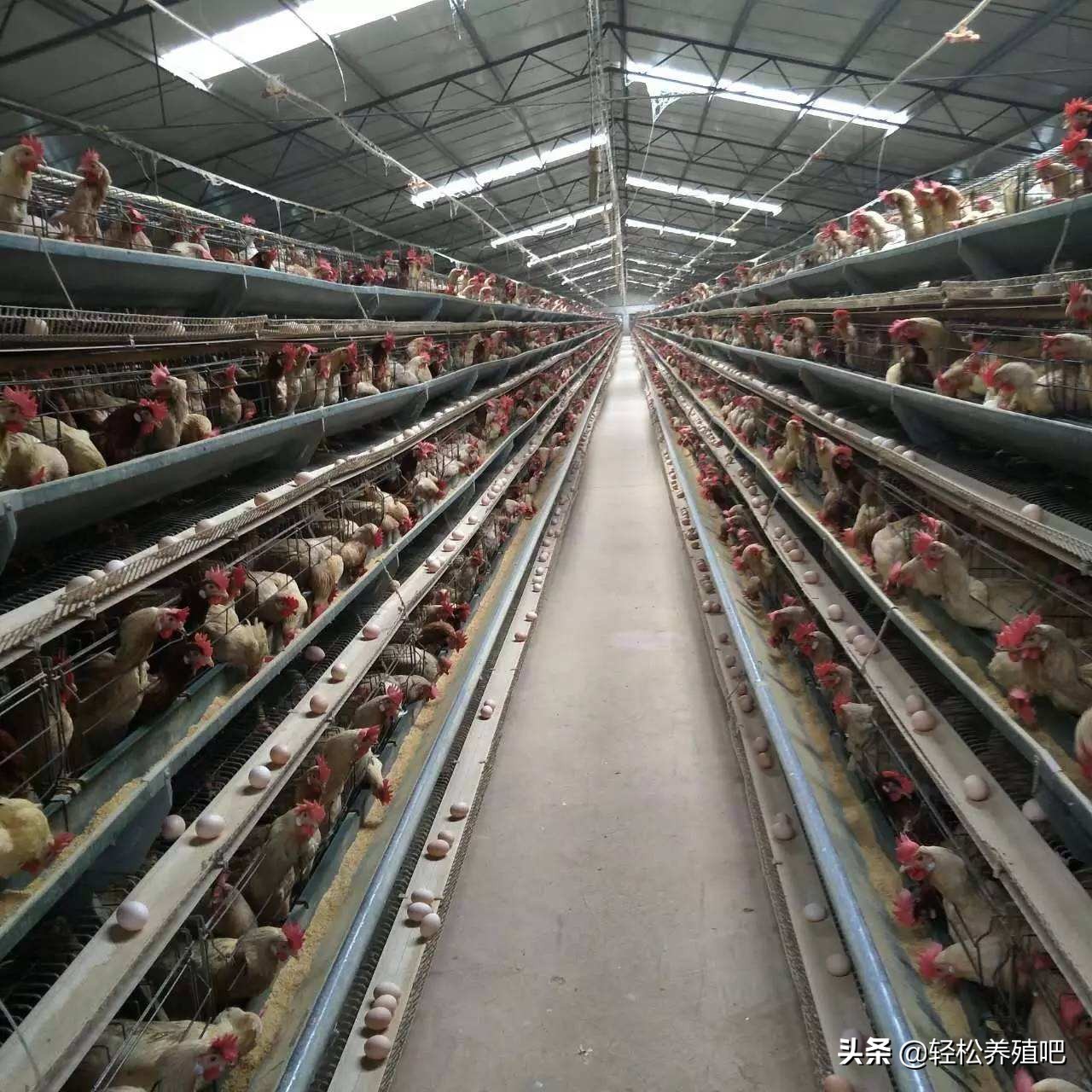 鸡肠炎久治不好怎么办,鸡球虫肠炎治疗视频