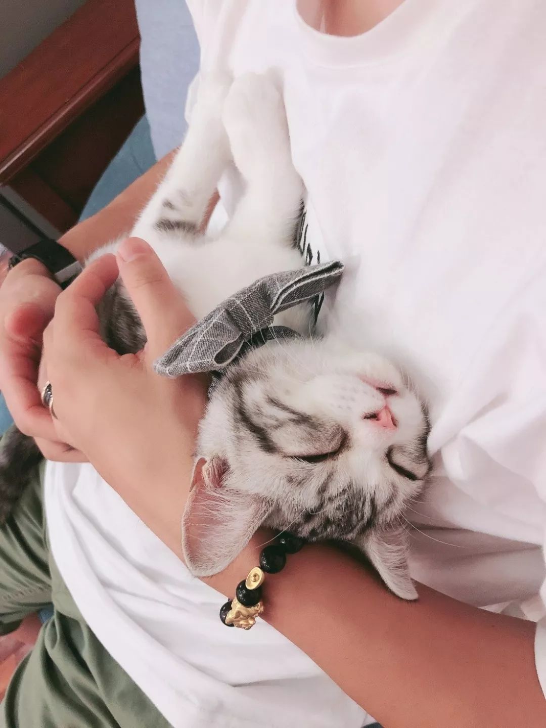 2019宠物排名,2022宠物排行榜