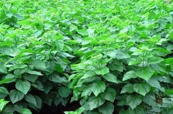 爱心助农米面粮油推销宣传,爱心助农蔬菜批发