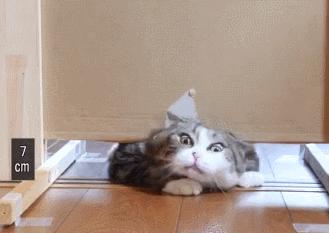 猫的内在品质,猫的本质就是嫌弃主人