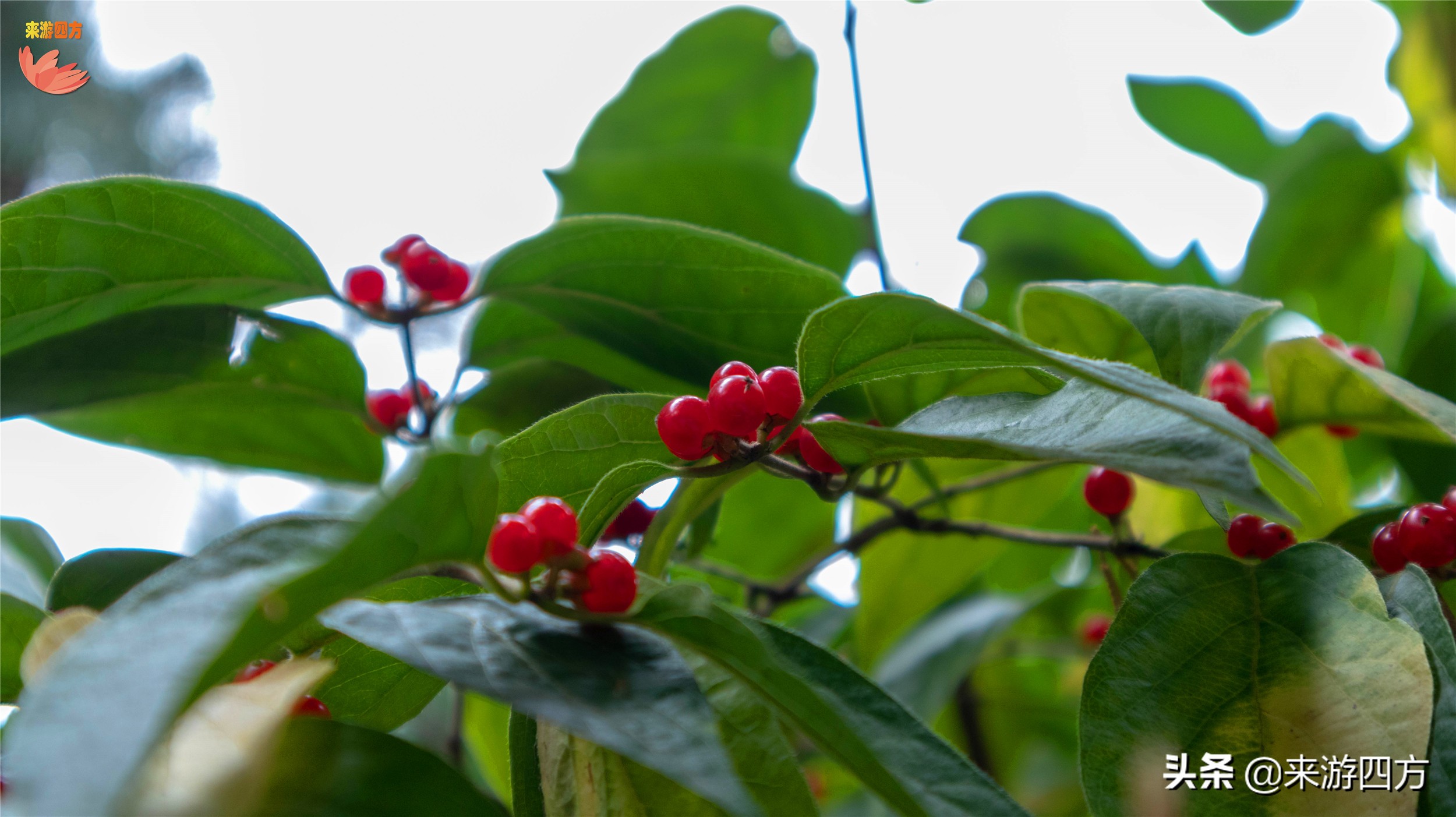 济南老商埠中山公园,济南秋风扫落叶